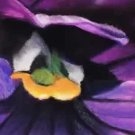 Closeup of Purple Viola