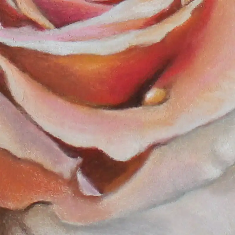 Closeup of Peach Rose