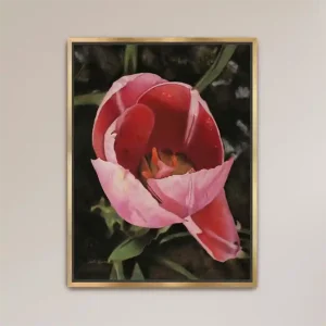 Pink Tulip Fine Art Print