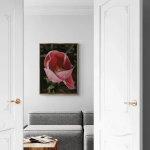 Pink Tulip Fine Art Print