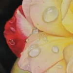 Closeup of Adha Rose