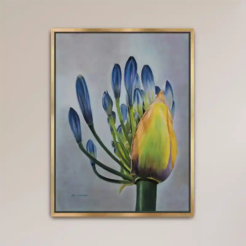 Framed print of Agapanthus