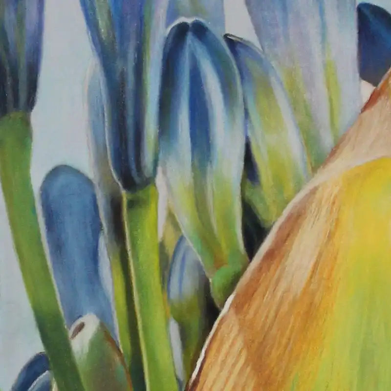 Closeup of Agapanthus