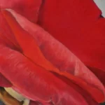 Closeup of Camellia