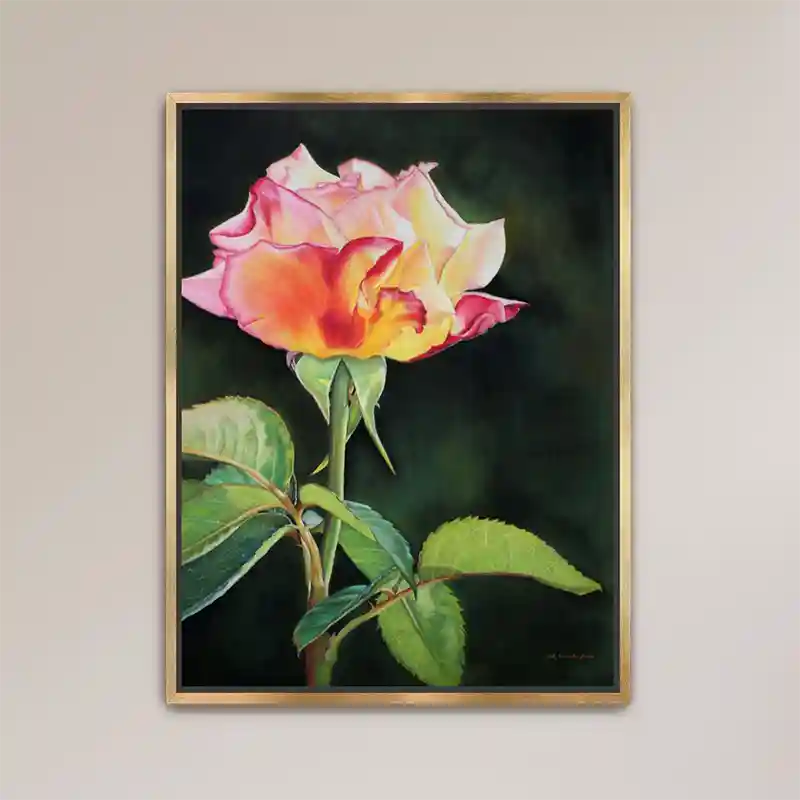 Framed print of Sunlit Rose