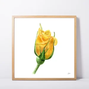 Yellow Rose Bud Daily Painting Art Print