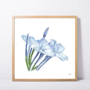 Plumbago Flowers Daily Painting Art Print