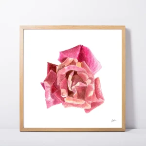 Colorful Rose Daily Painting Art Print