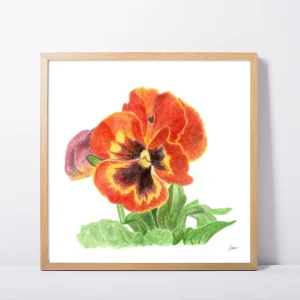 Red Pansy Daily Painting Art Print