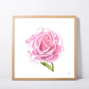 Pink Rose Daily Painting Art Print