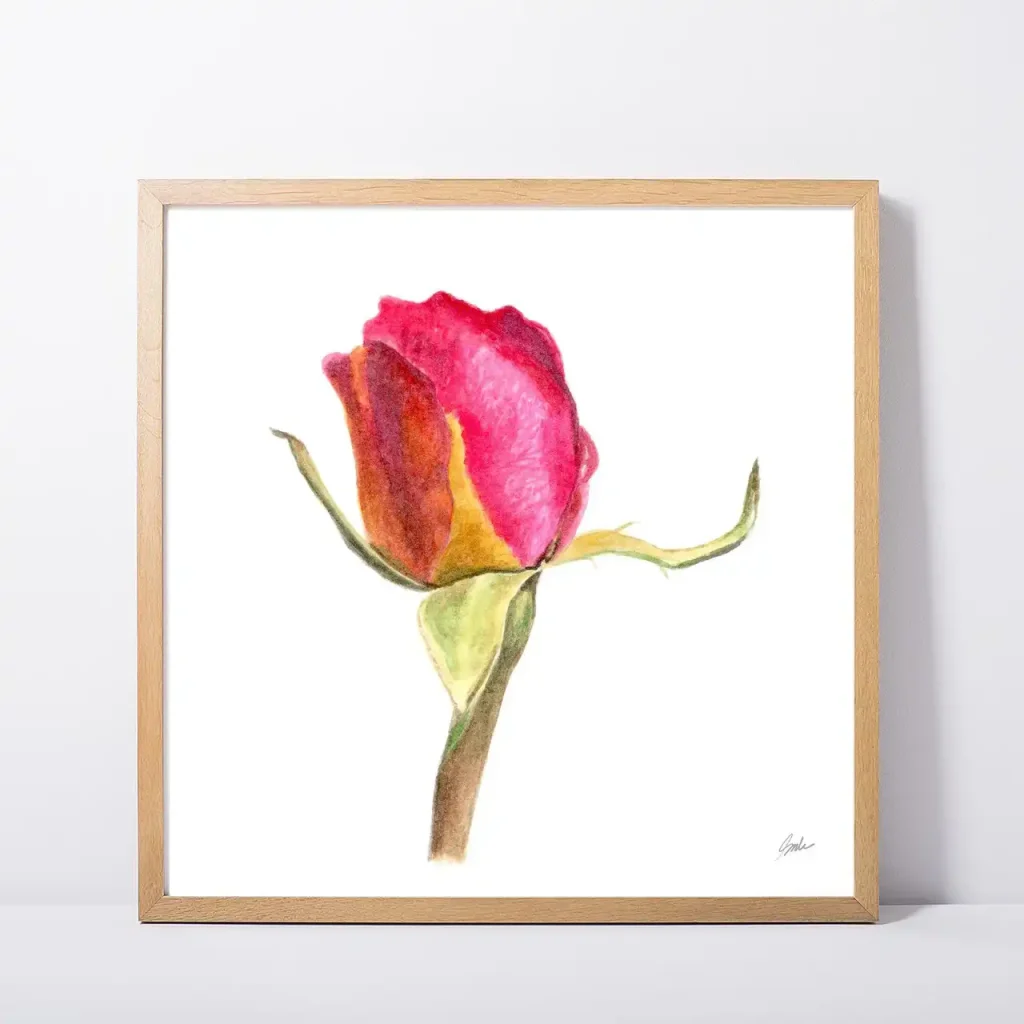 Yellow Striped Red Rose Daily Painting Art Print