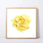 Yellow Rose Daily Painting Art Print