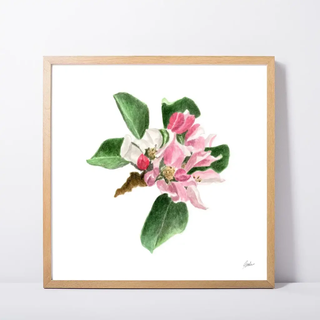Framed Apple Blossom Art Print