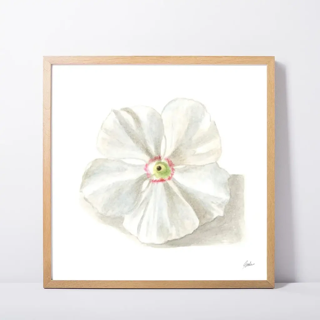 Framed White Periwinkle Flower Art Print