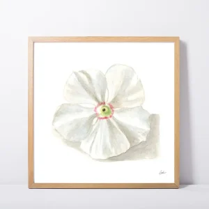 White Periwinkle Flower Daily Painting Art Print